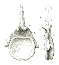 Drawing of a tail bone