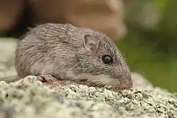 Gray pocket mouse