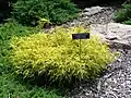 Cultivar 'Golden Charm'