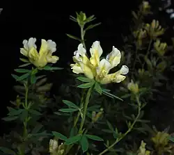 Chamaecytisus albus