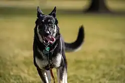 Major running on the White House lawn in January 2021