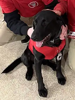 A black Labrador Retriever smiling while being pet, wearing a red shirt and silver "C" chain