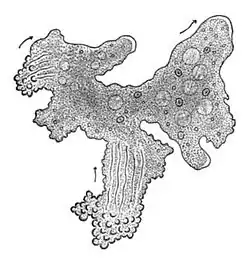The single-celled giant amoeba has up to 1000 nuclei and reaches lengths of 5&nbsp;mm.