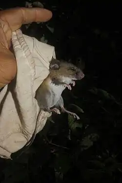 Brown and white rat