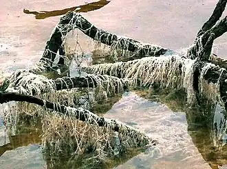 bleached as water in pond subsided
