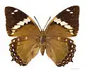 Female - dorsal side