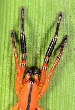 male