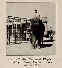 A colorless photograph of a man riding an elephant with the caption: "Charlie, Big Universal Elephant, Making Himself Useful Around Universal City."