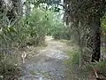 Trail