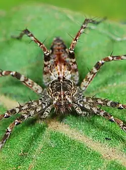 female C. natalensis