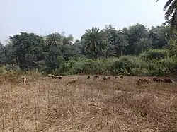 Chatra village area