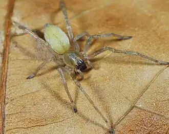 female