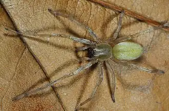 female