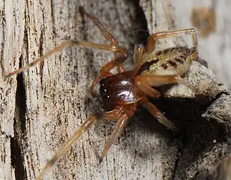 female