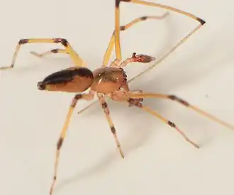 male