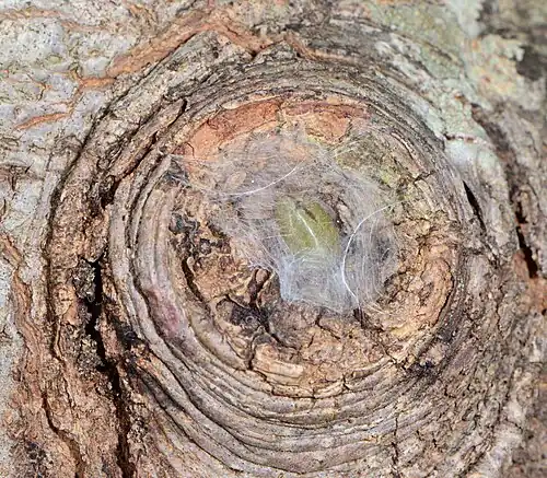 female in web