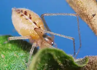 female
