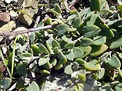 Some triangular leaves in the foreground