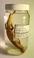 The holotype of the chevron skink in the Whanganui Regional Museum, from the Henry Suter collection