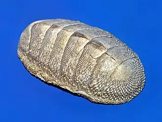 Chitons have aragonite shells and aragonite-based eyes,[45] as well as teeth coated with magnetite.