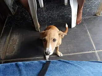 A small brown and white short haired dog, looking upwards at the camera