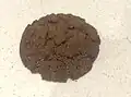 Chocolate ripple biscuit (cropped)