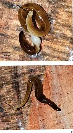Species specimen