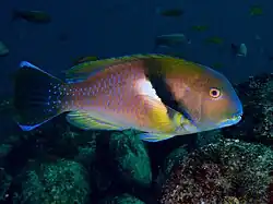Adult