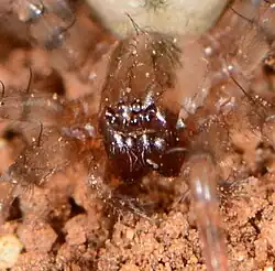 closeup of female