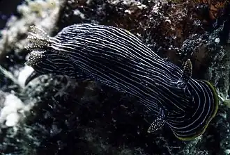 Chromodoris lineolata