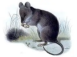 Drawing of brown and white rat