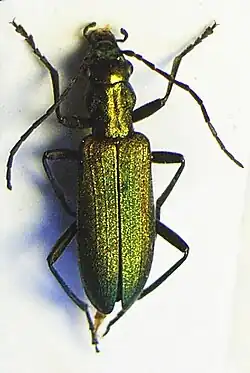 Female