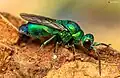 Chrysis lincea