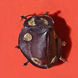 Museum specimen of Mesomphalia turrita (Mesomphaliini)