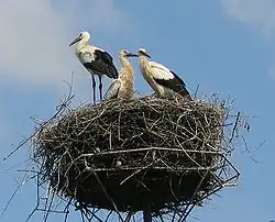 Three long-legged, long-billed black and white birds stand on a huge pile of sticks atop an artificial platform on a pole