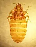 Slide of C.&nbsp;lectularius