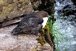 At Brandon Creek, County Kerry, Ireland