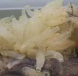 Ciona intestinalis, commonly known as the vase tunicate or as a sea squirt