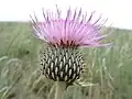 Involucre (blooming)