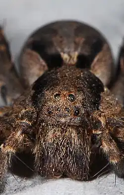 female