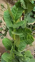 Etrog leaves