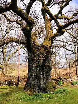 An ancient, wide-trunked oak tree covered in green moss, featuring thick, twisting branches and iron bands wrapped around its trunk for support.