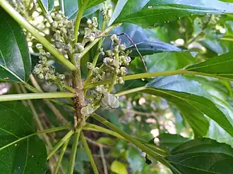 Immature fruit