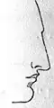 Class II.(Greek or Straight Nose)