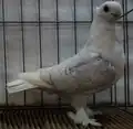 Satinete