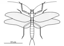 Clatrotitan scullyi
