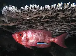 With Priacanthus hamrur