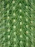 Spines