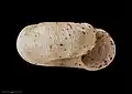 Side view of holotype