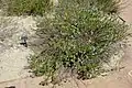 Clinopodium dentatum